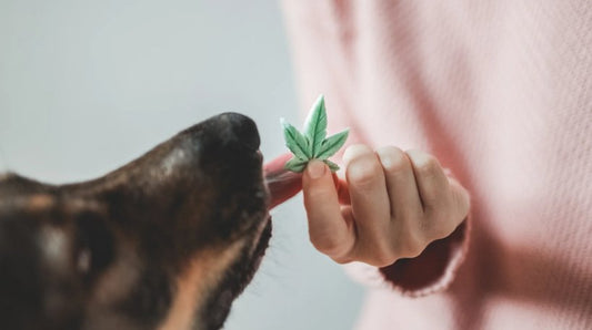 CBD para Mascotas: Descubre los Sorprendentes Beneficios del Cannabidiol para el Bienestar Animal. - CBD BRAX